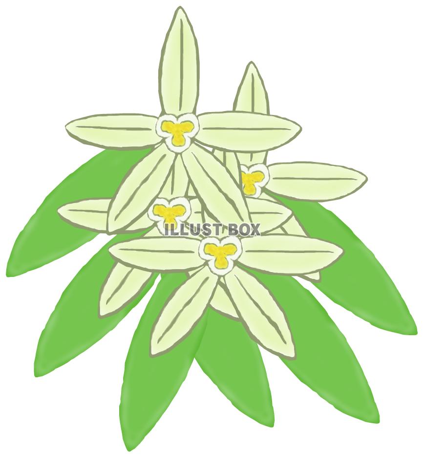 タヒチバニラ(png)