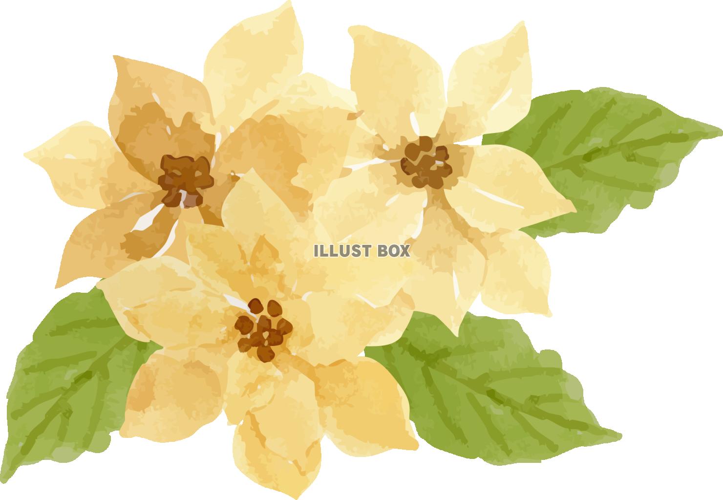 イエローポインセチア＆木の実のクリスマスシリーズ　イラスト４