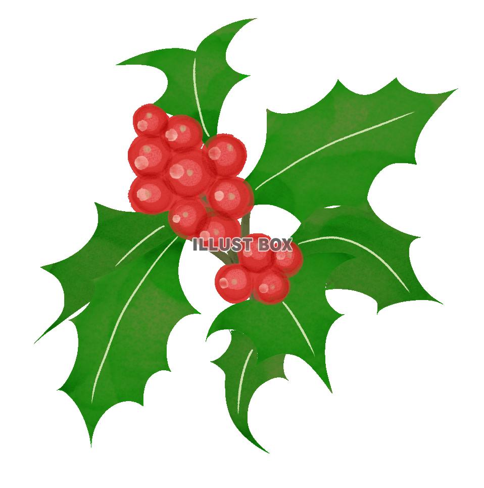 ヒイラギの実と葉