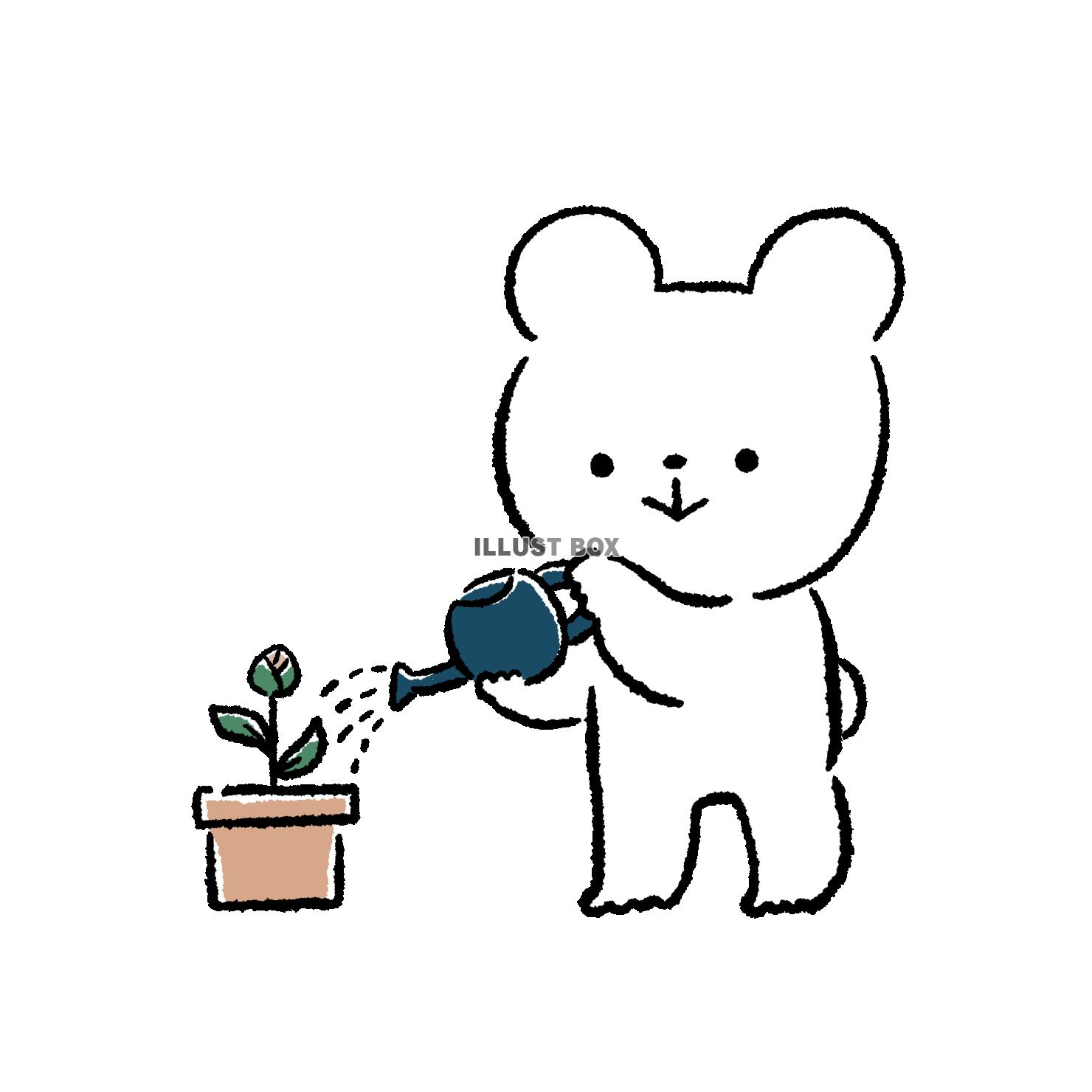 蕾に水やりをするくま