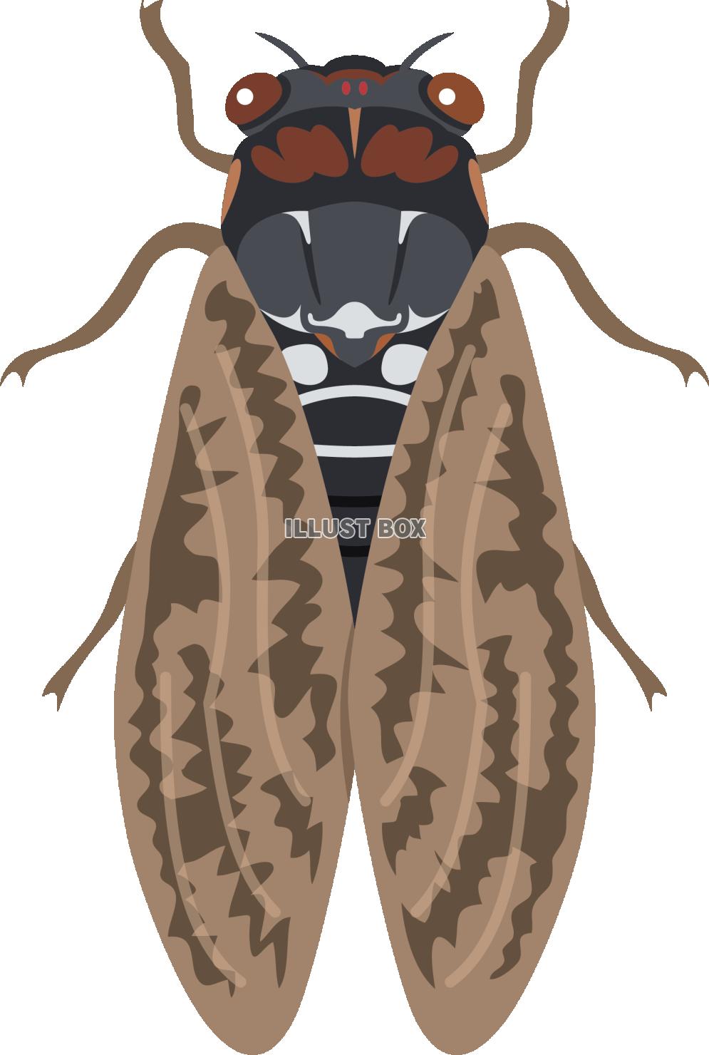 夏の風物詩　アブラゼミ