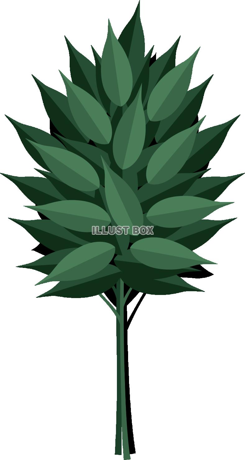 日本の神道の神事に欠かせない依代　榊