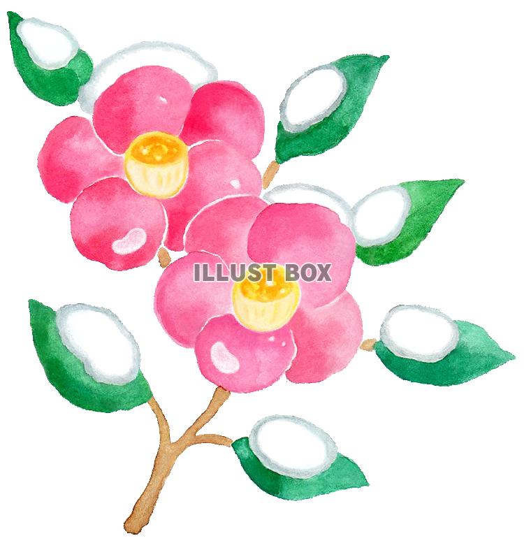 水彩の雪つばき