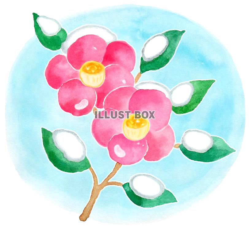 水彩の雪つばき２