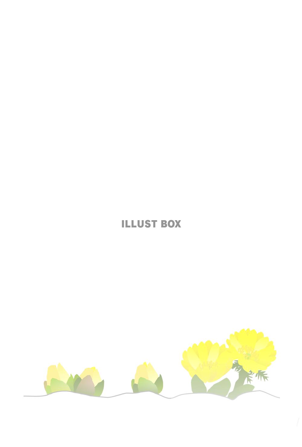 寒中見舞い　葉書サイズ　福寿草　文字なし