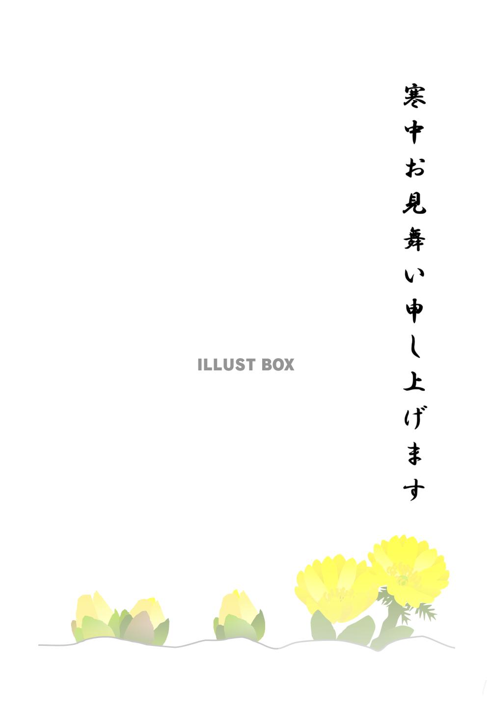 寒中見舞い　葉書サイズ　福寿草　文字あり