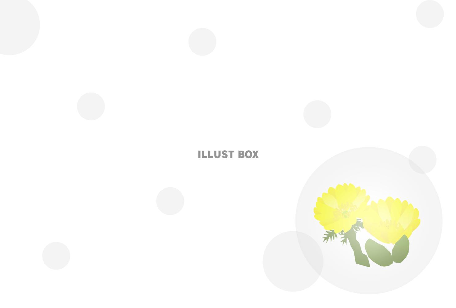 寒中見舞い　葉書サイズ　福寿草と水玉　横