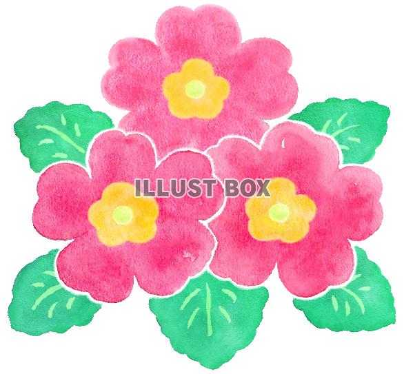 水彩のプリムラ