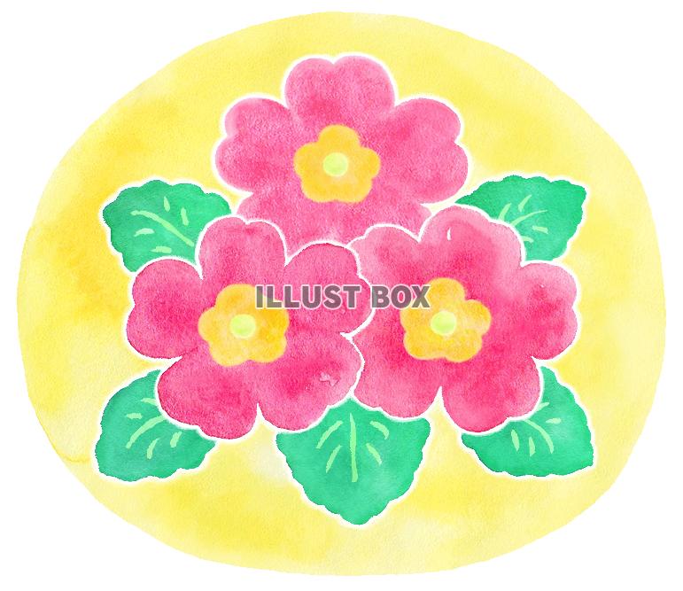 水彩のプリムラ２