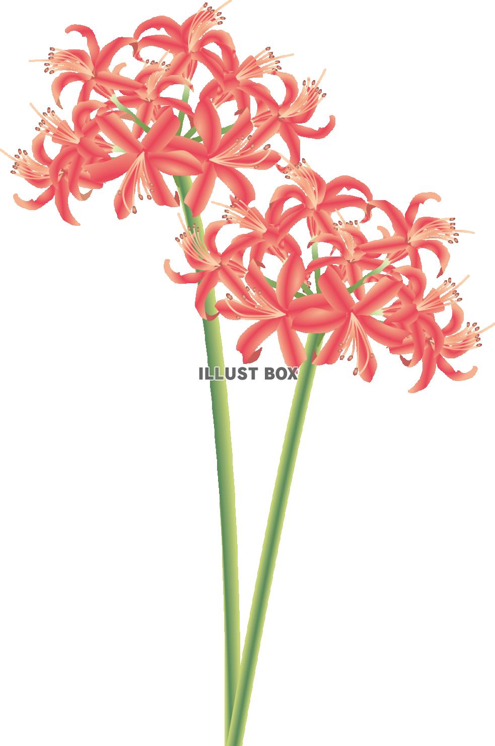 ネリネ赤（透過PNG）EPSはCS2版