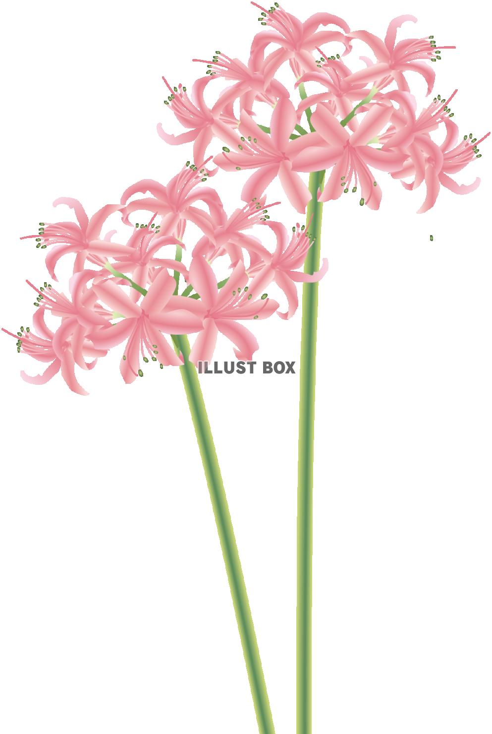 ネリネピンク（透過PNG）EPSはCS2版