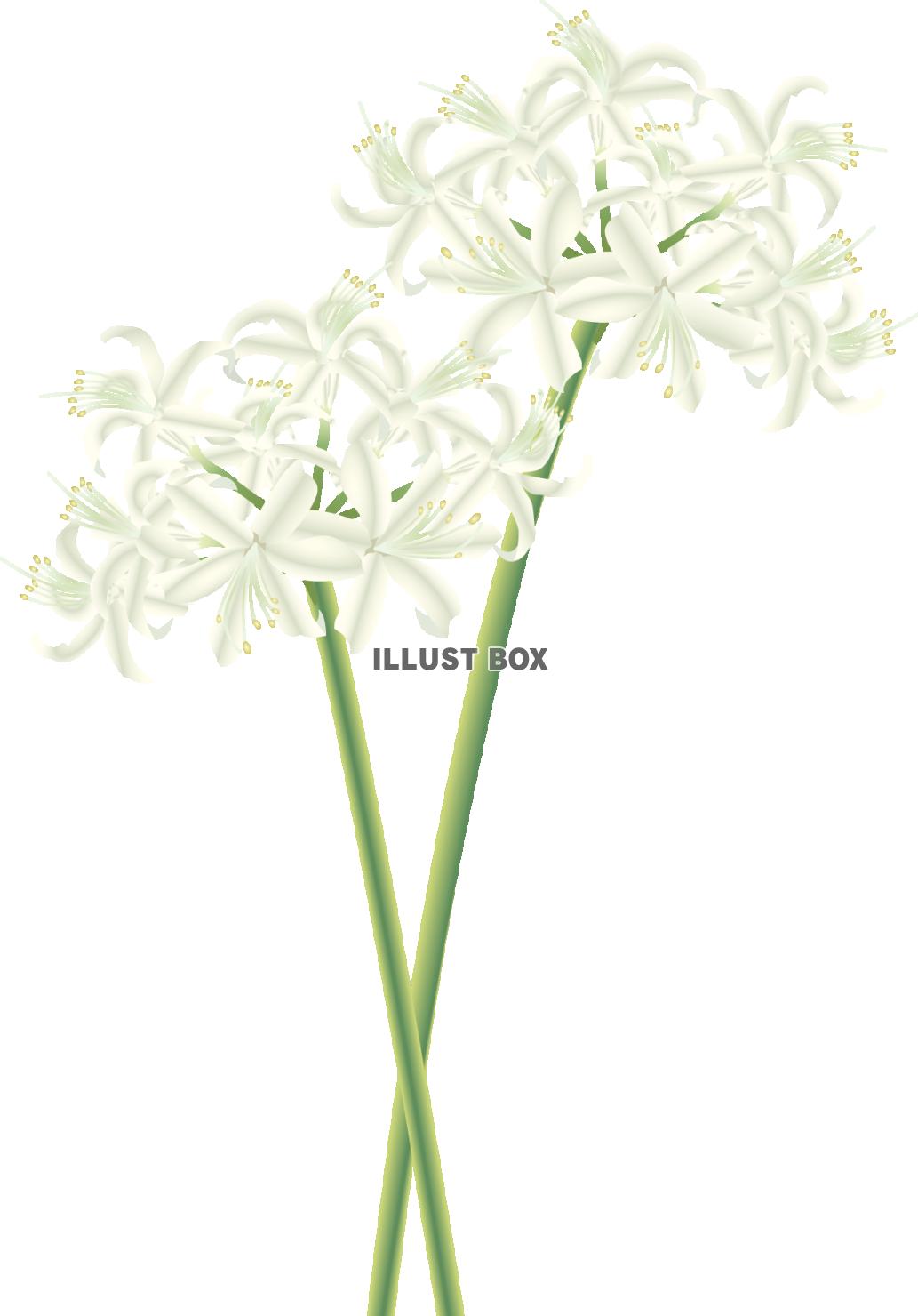 ネリネ白（透過PNG）EPSはCS2版