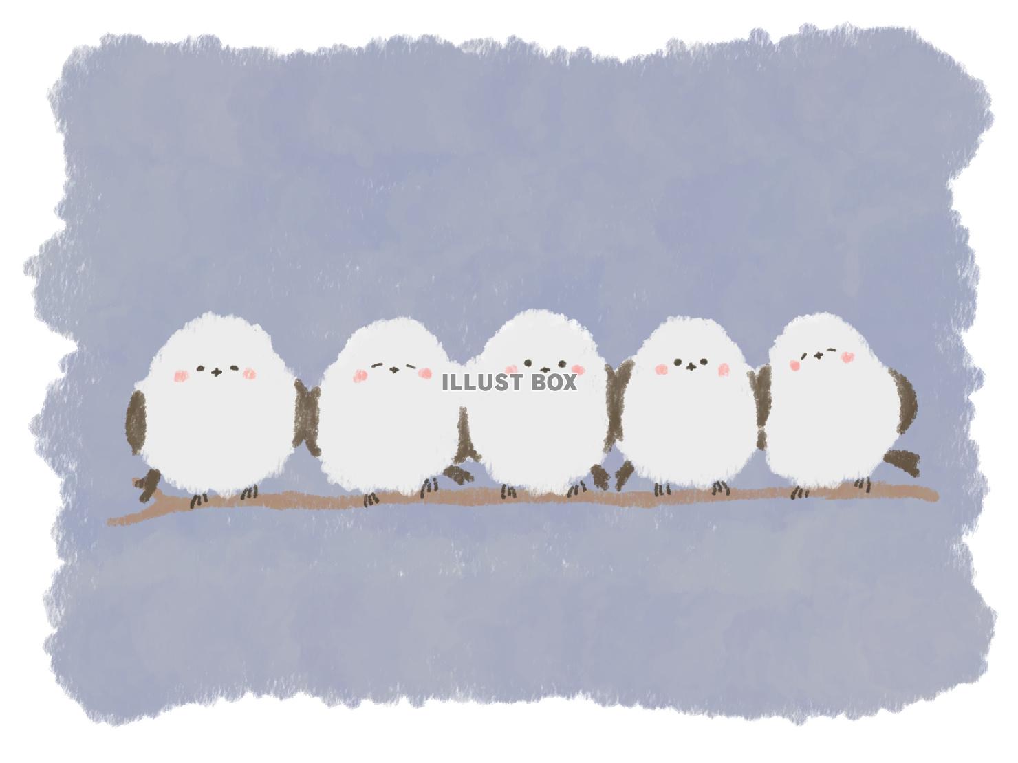 シマエナガ（JPG）