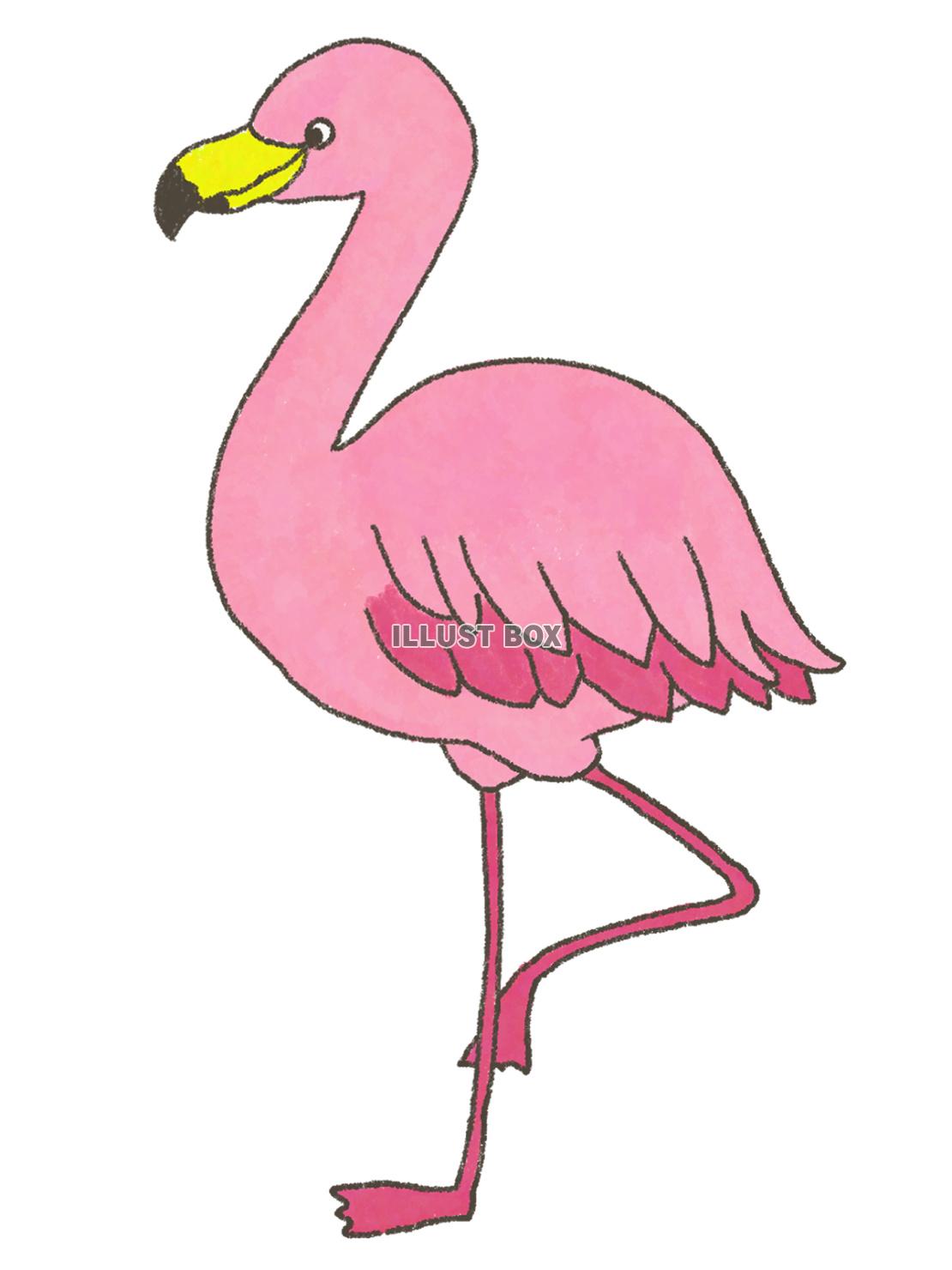 フラミンゴ（JPG）