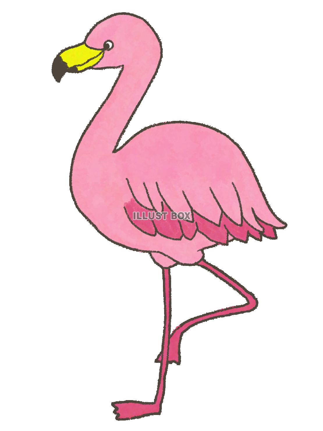 フラミンゴ（PNG）