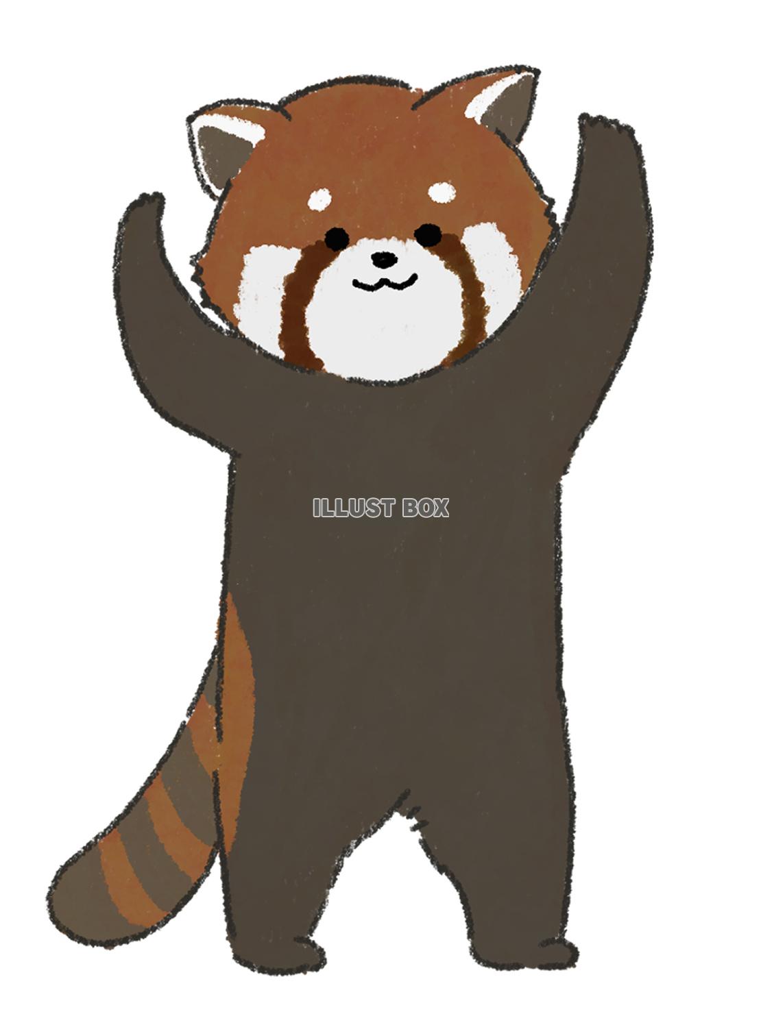 レッサーパンダ（JPG）