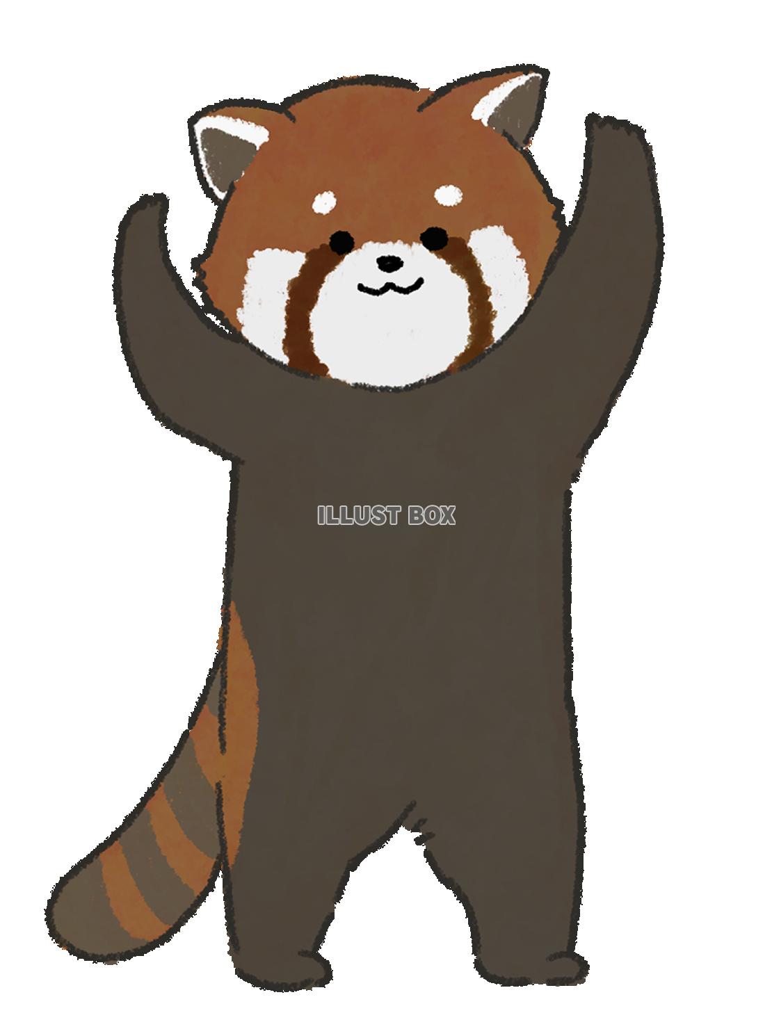 レッサーパンダ（PNG）