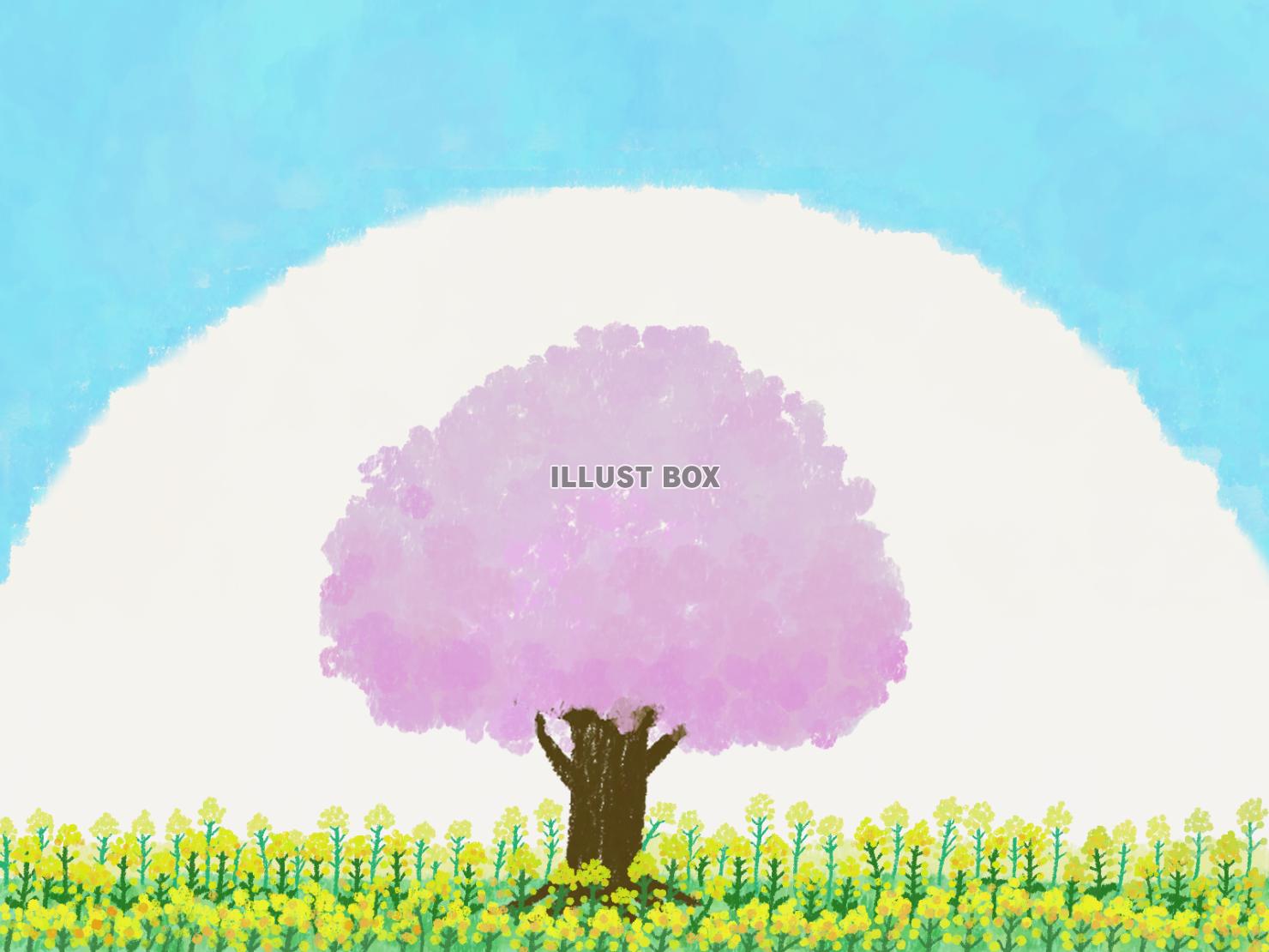 桜と菜の花（PNG）