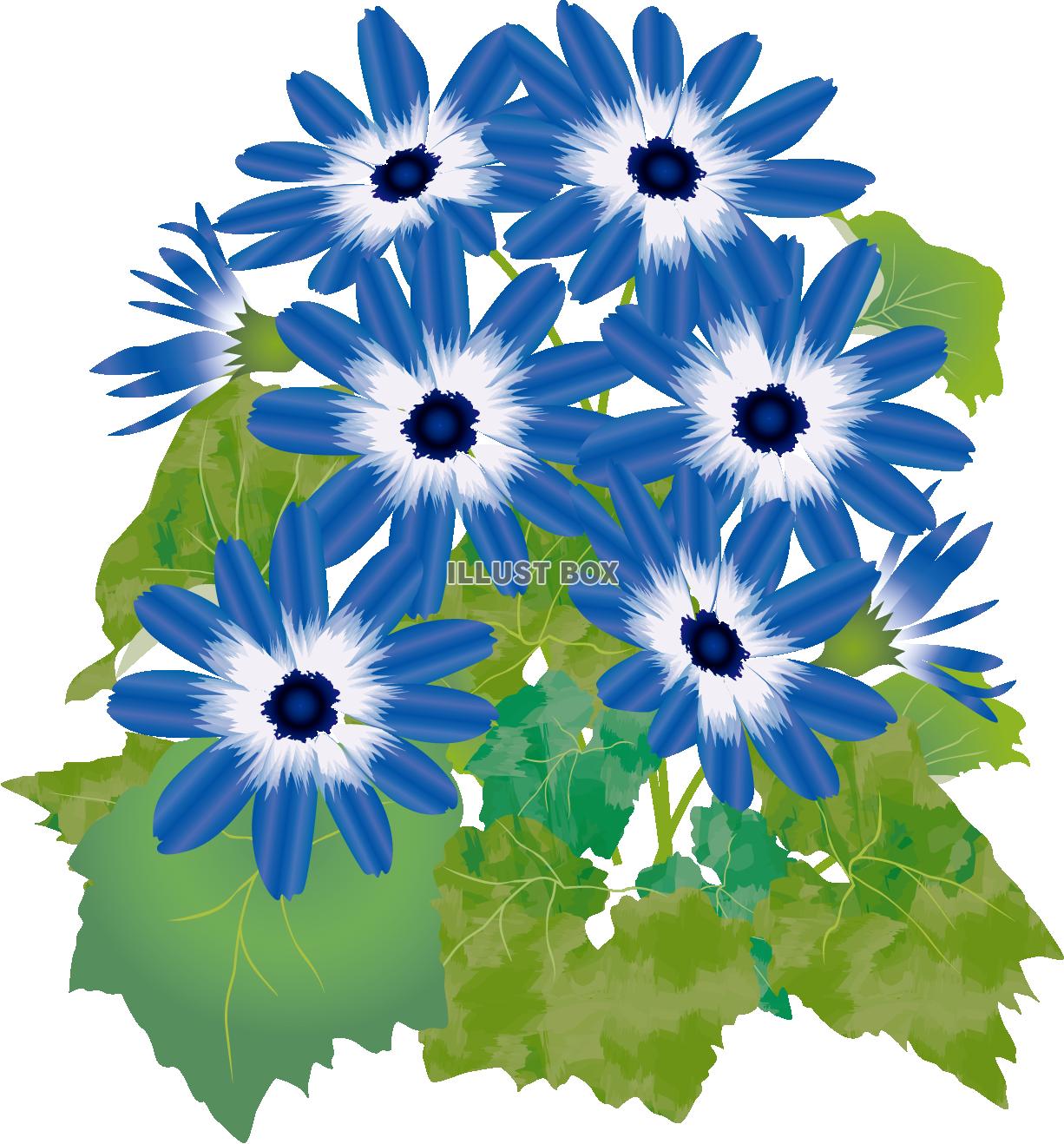 サイネリア青（透過PNG）EPSはCS2版