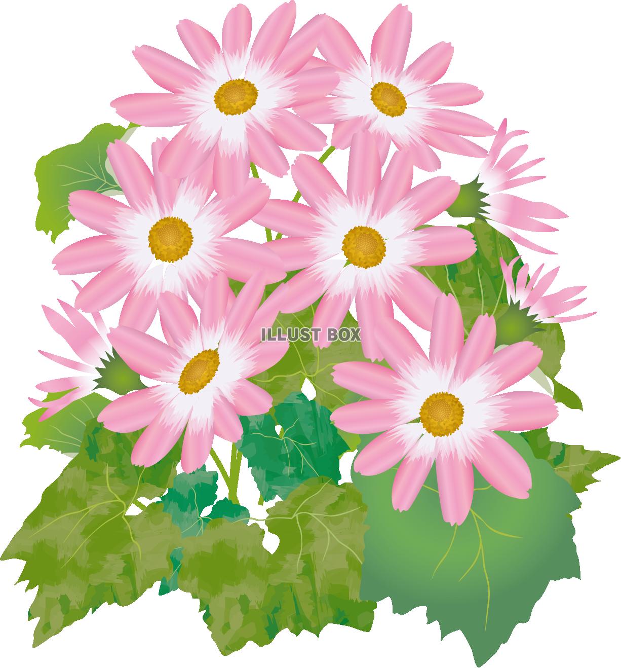 サイネリアピンク（透過PNG）EPSはCS2版