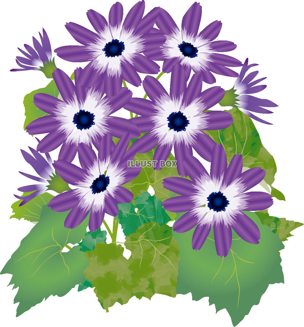 サイネリア紫（透過PNG）EPSはCS2版