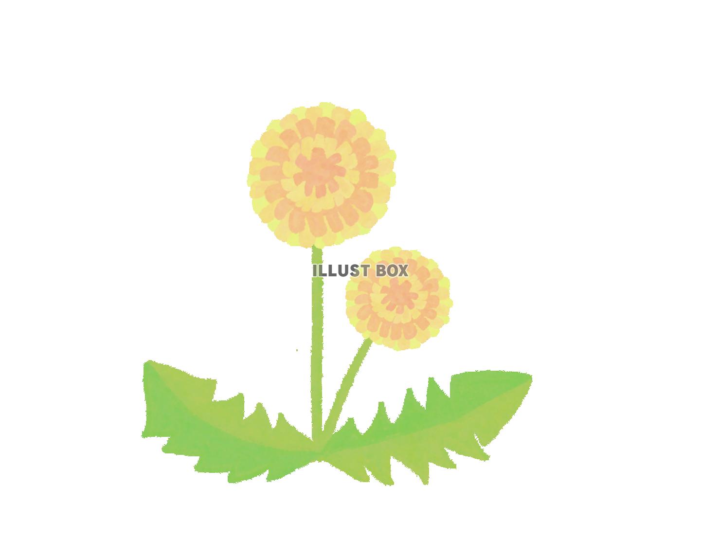 たんぽぽ（PNG）