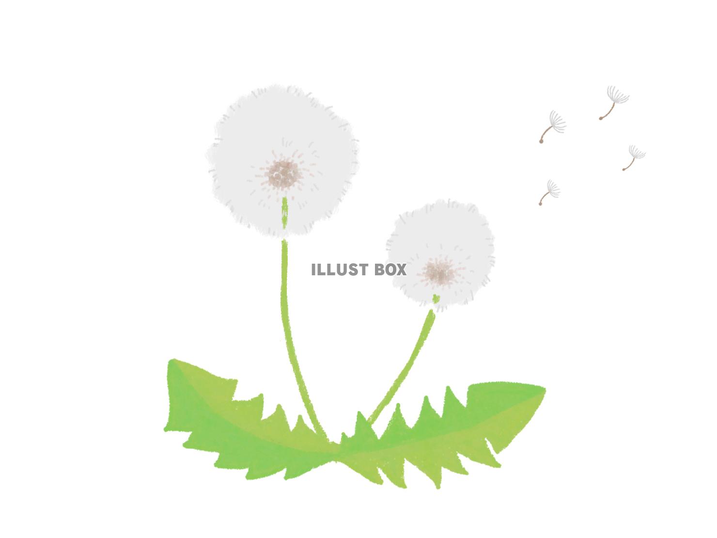 たんぽぽ綿毛（JPG）