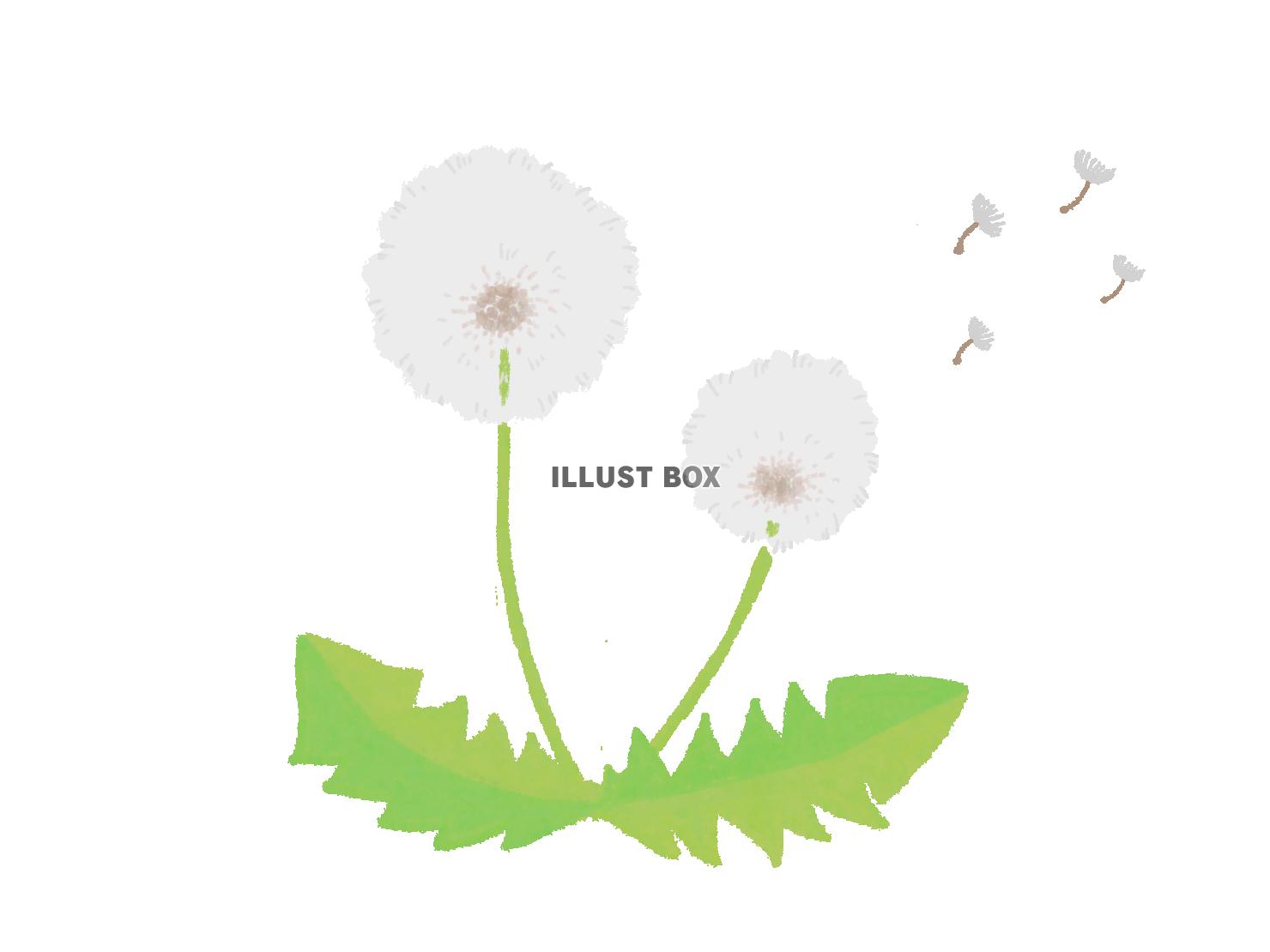 たんぽぽ綿毛（PNG）