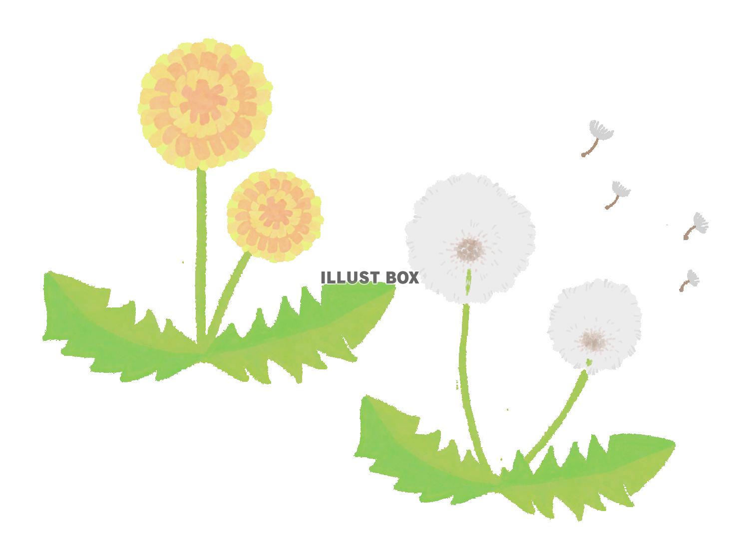 たんぽぽと綿毛（PNG）