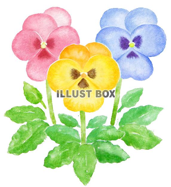 水彩のパンジー