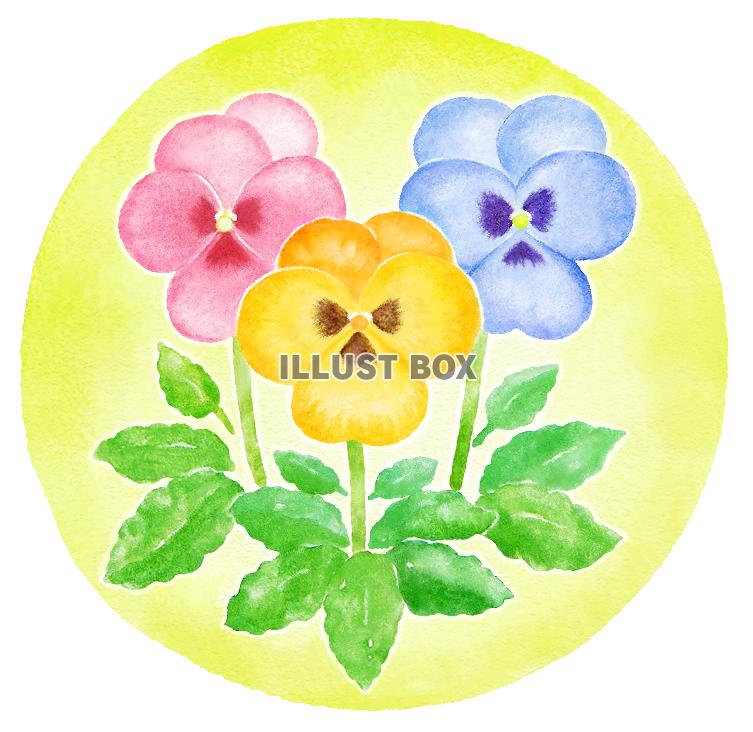 水彩のパンジー２