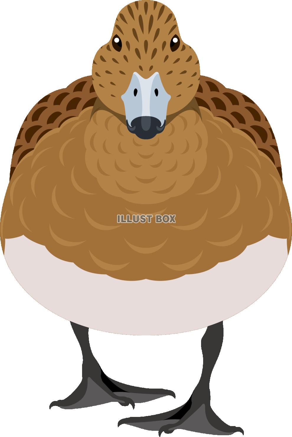 正面から見たかわいい鴨