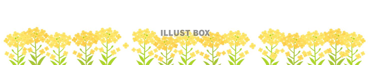 黄色い菜の花のライン