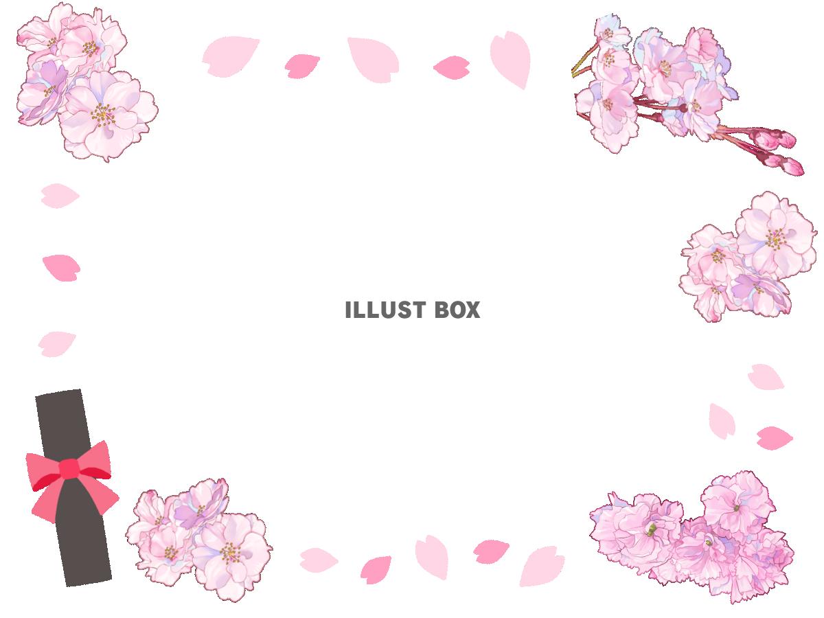 卒業証書さくらフレーム　透過png