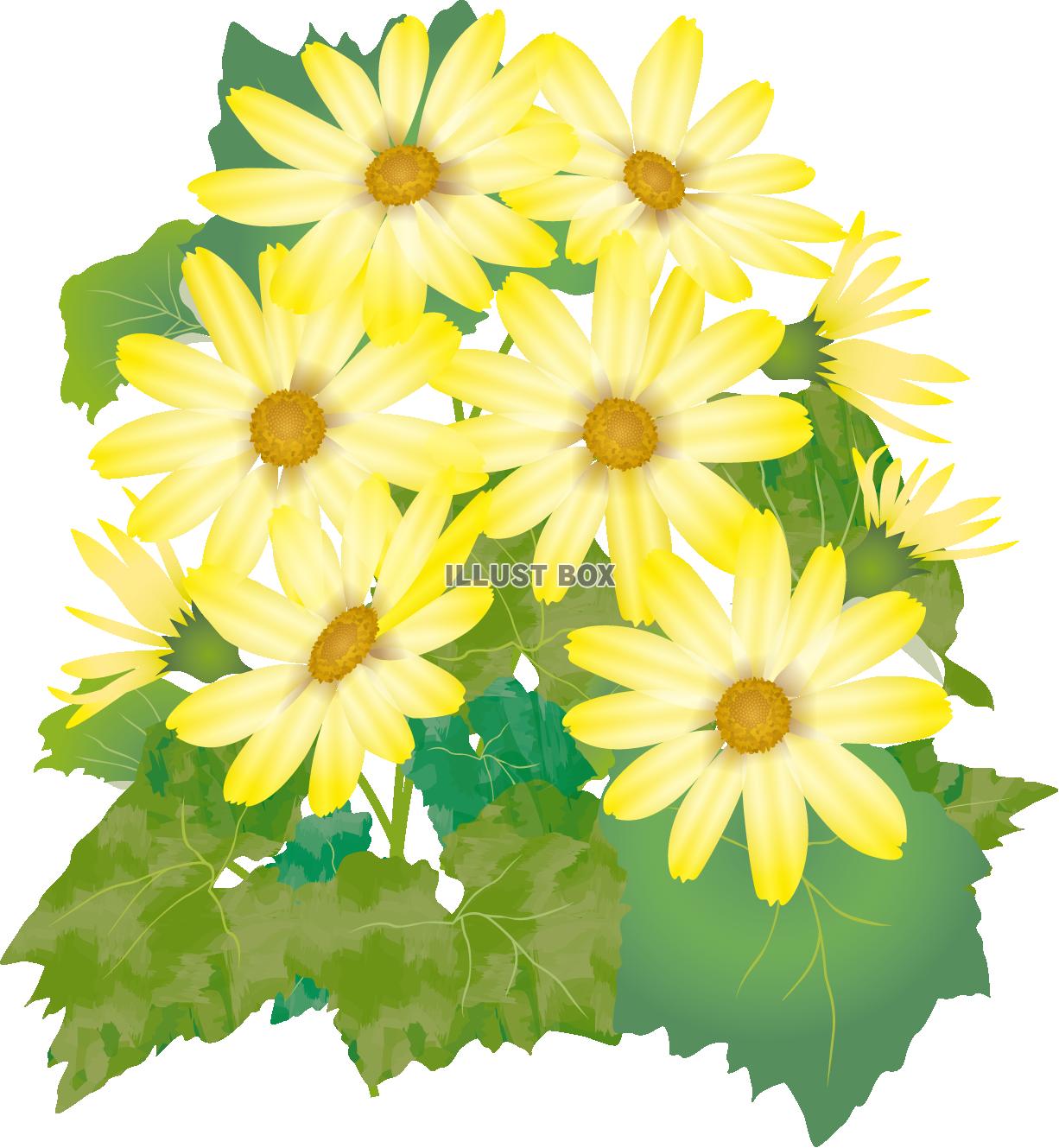 サイネリア黄（透過PNG）ZIPのEPSはCS2版