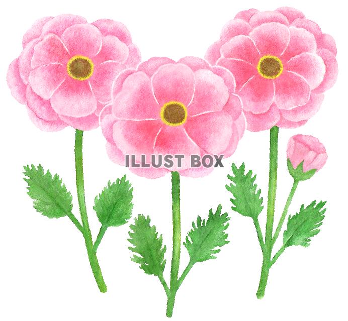 水彩のラナンキュラス