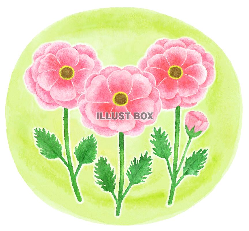 水彩のラナンキュラス２