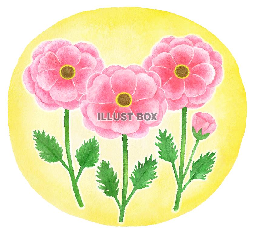 水彩のラナンキュラス３