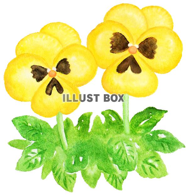 水彩のパンジー