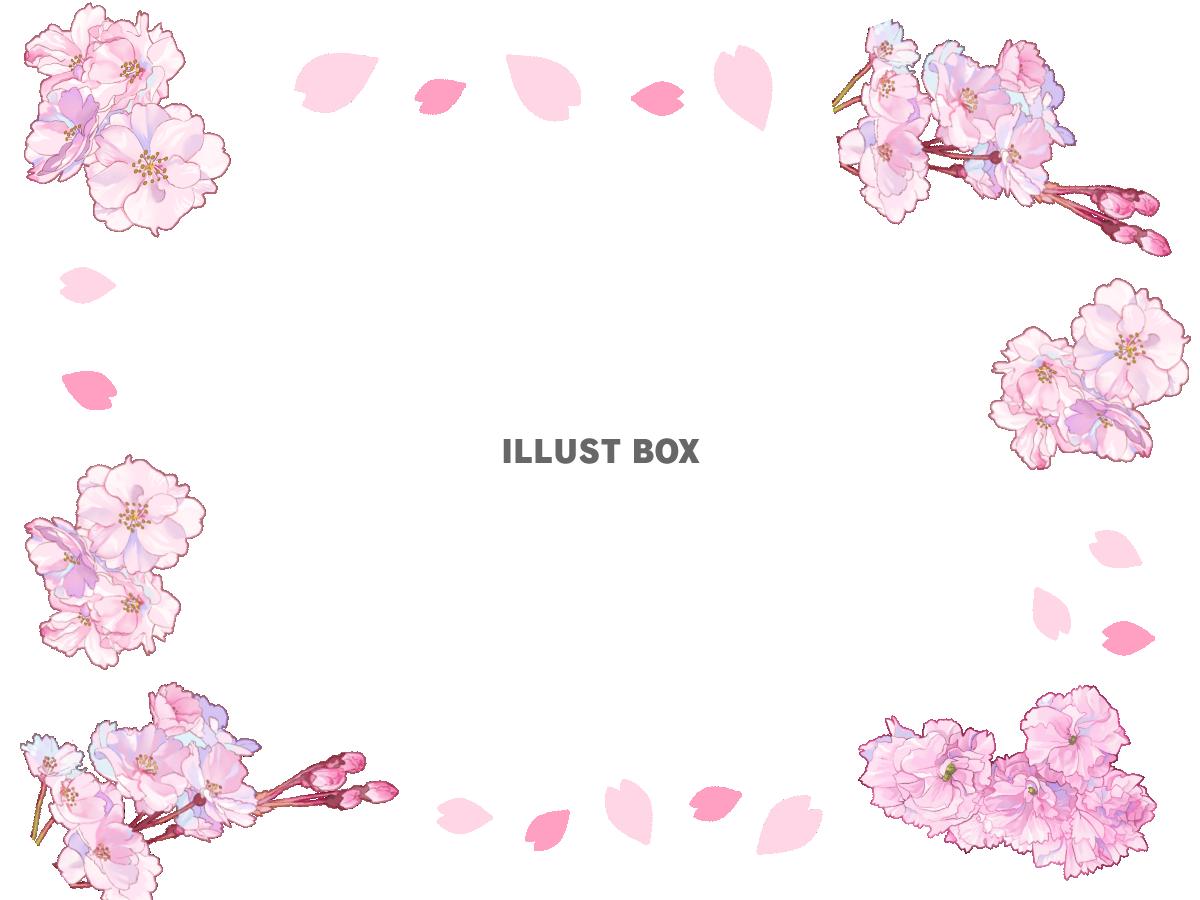 さくらの枝フレーム　透過png