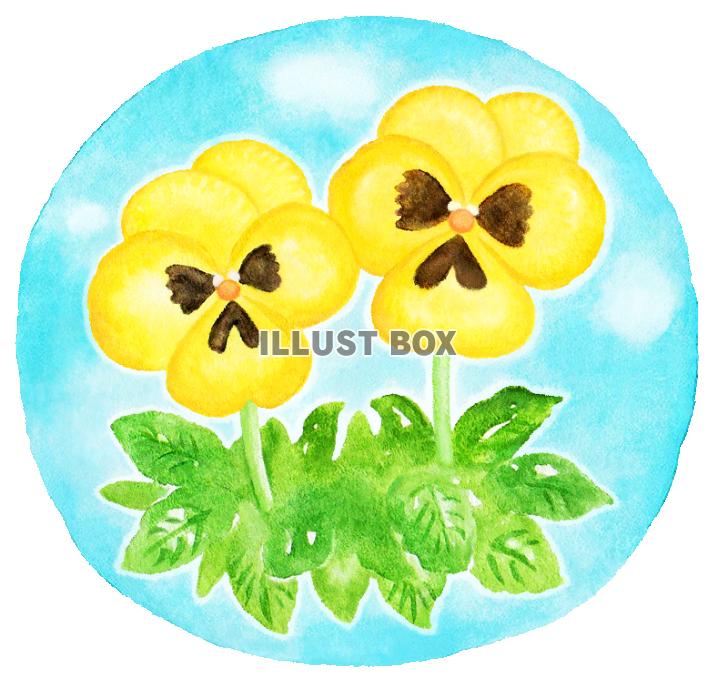 水彩のパンジー２