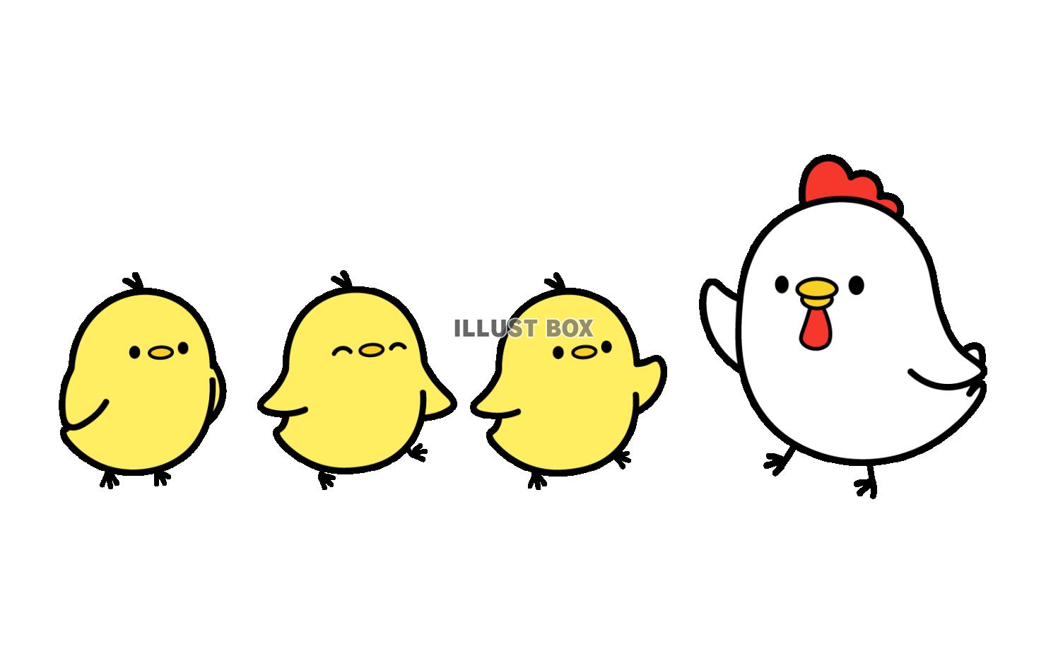 にわとりとひよこ　親子