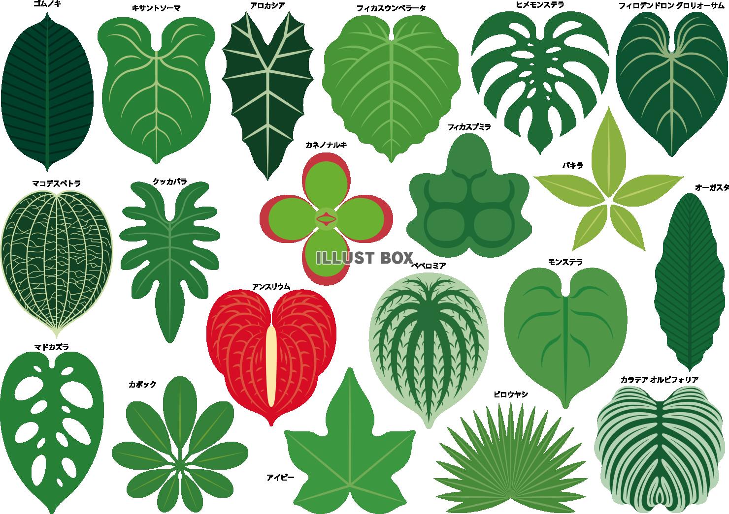 いろいろな種類の観葉植物の葉のセット
