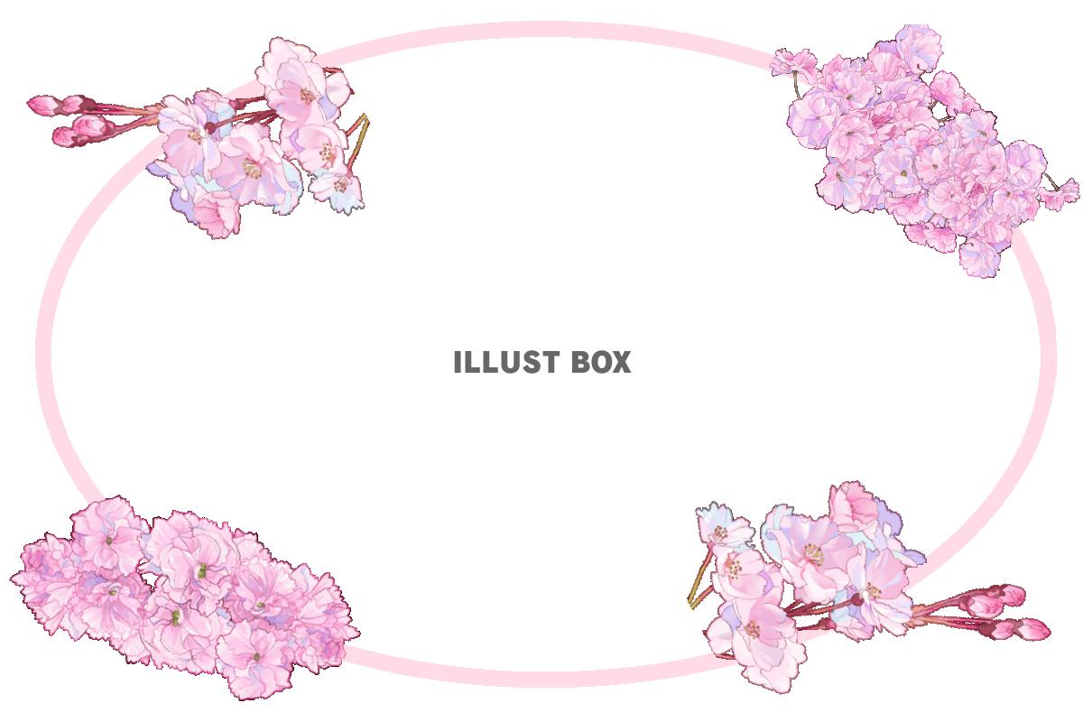 桜の枝円形フレーム　透過png