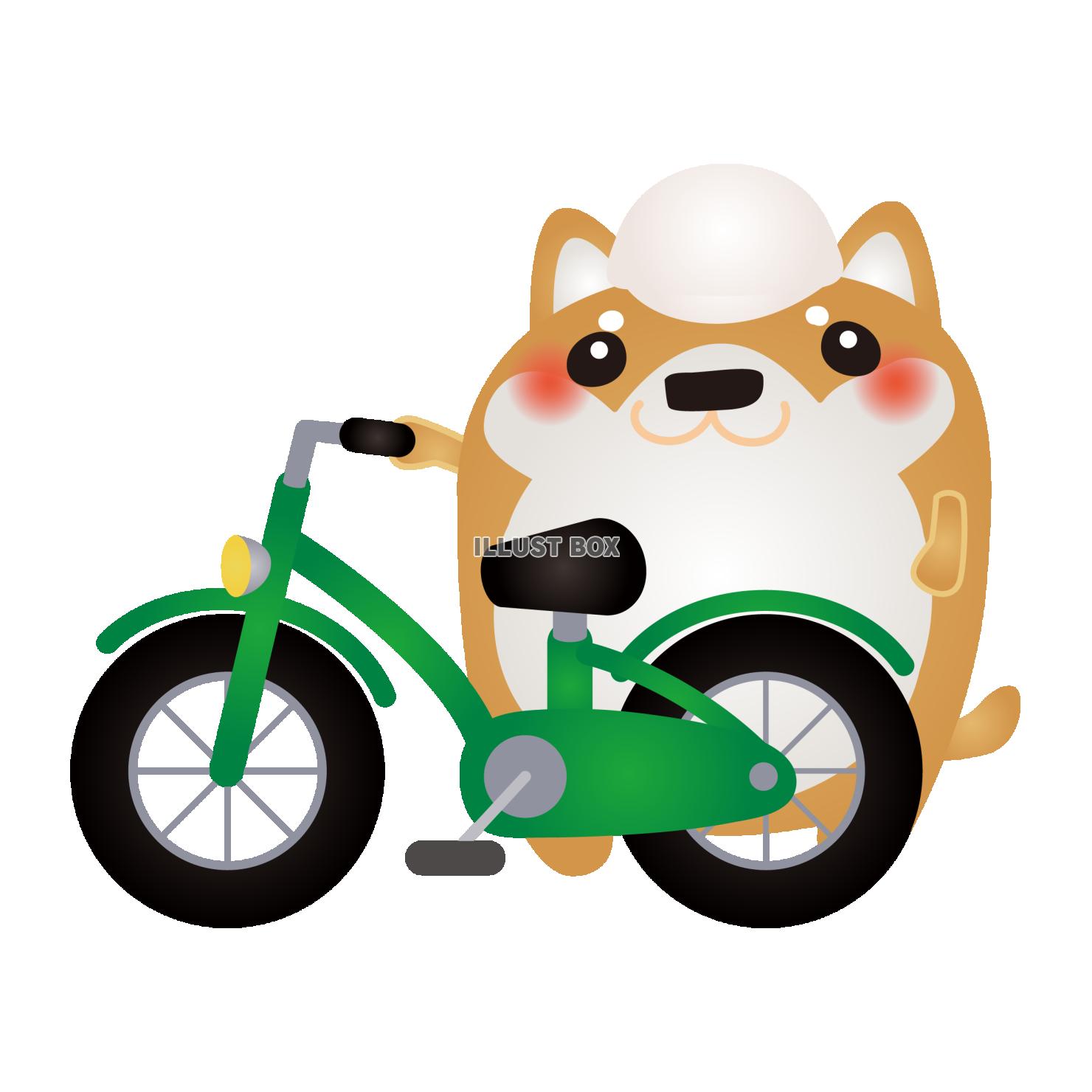 柴犬自転車
