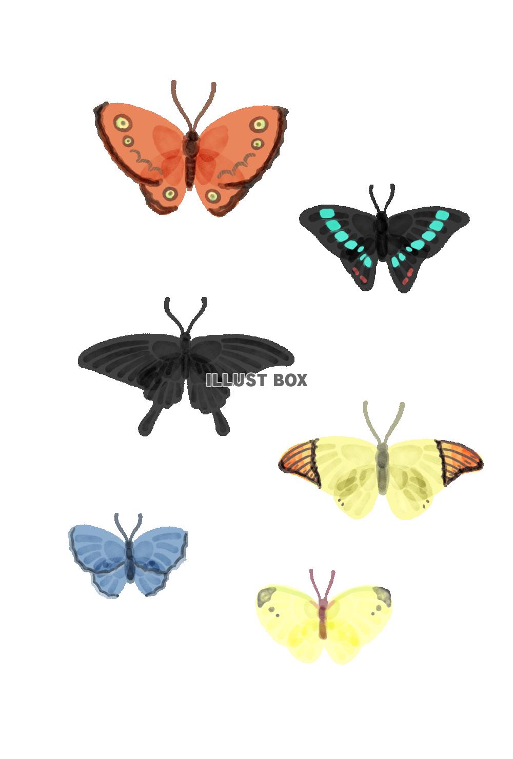 水彩風の蝶６匹セット