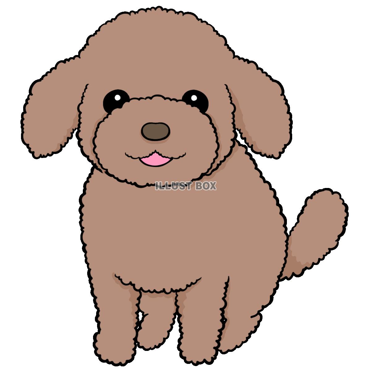 トイプードルの犬