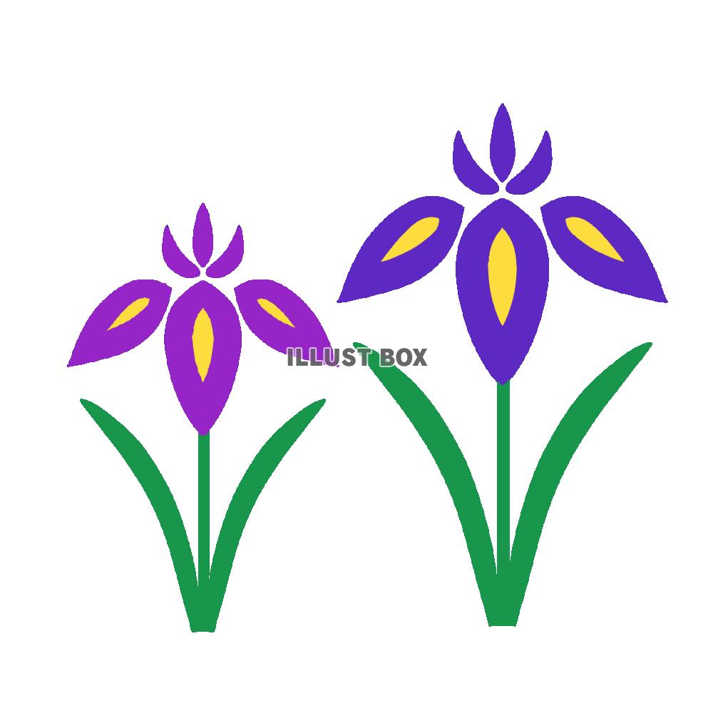 ショウブの花　透過png
