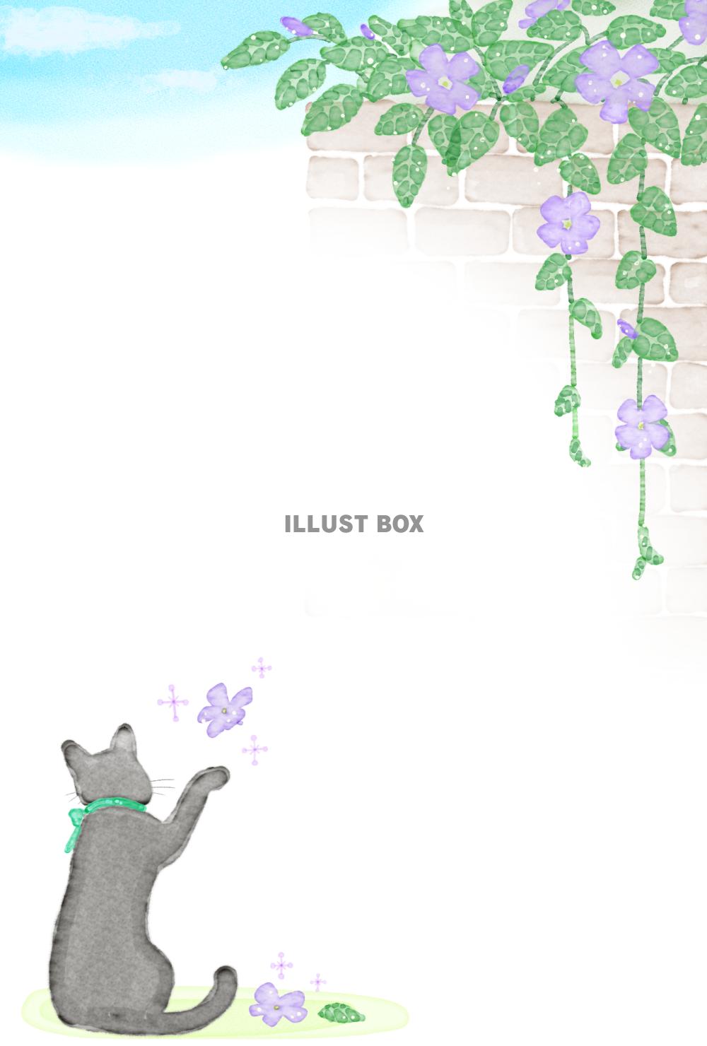 ツルニチニチソウと猫のカード