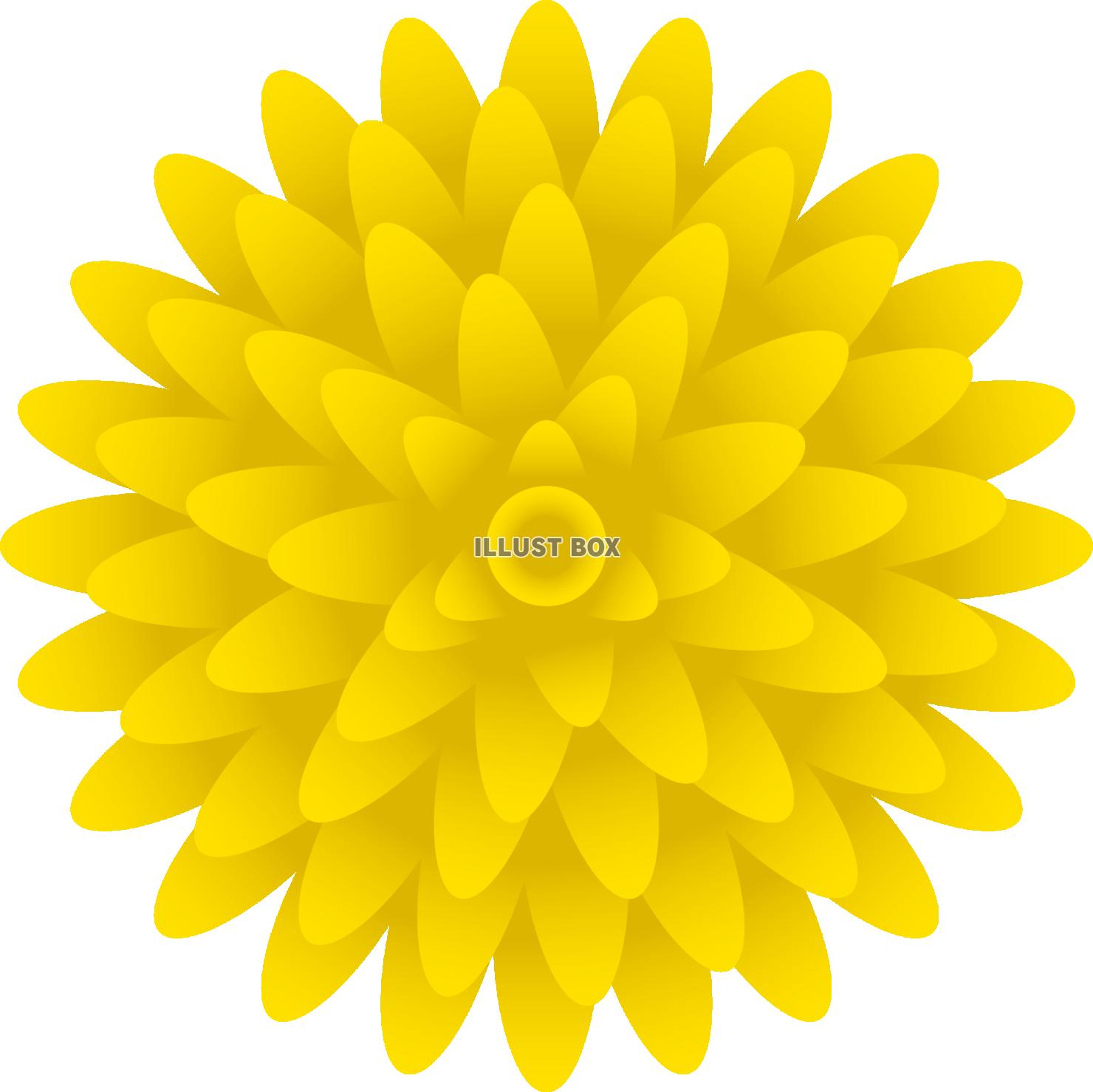 シンプルな菊の花